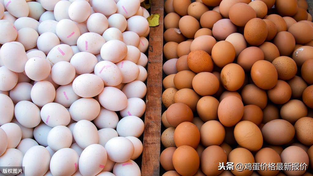 最新雞蛋價(jià)格今日行情報(bào)告，今日雞蛋價(jià)格更新