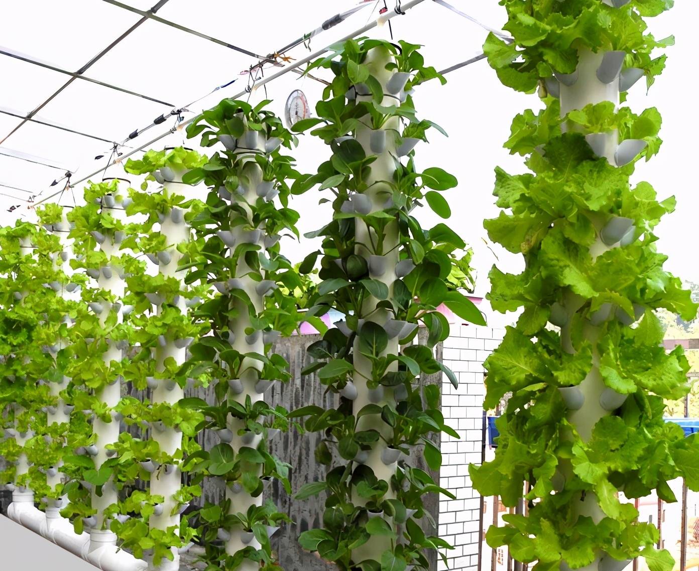 柊葉種植新技術(shù)詳解與論述