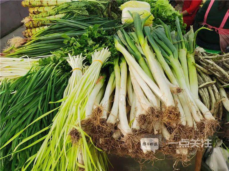 最新大蔥市場動態(tài)與指南