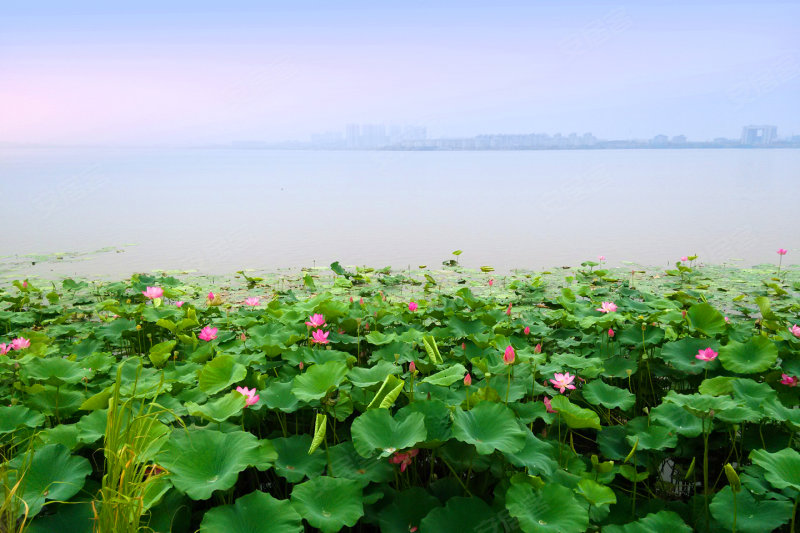 楚天都市沁園最新動(dòng)態(tài)，鄰里間的溫馨日常揭秘