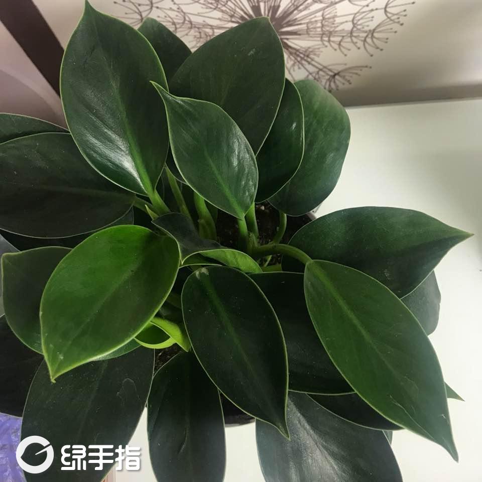 美人綠最新潮流，時尚還是態(tài)度的展現(xiàn)