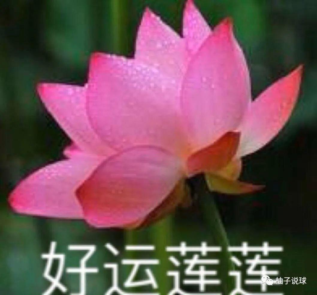 蓮花最新疫情，自然美景中的輕松邂逅