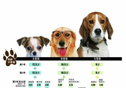 揭秘狗狗壽命，最新狗年齡全解析??