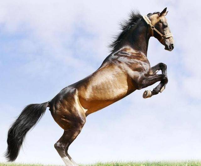 床下有特馬是指什么生肖,時尚法則實現(xiàn)_時尚版38.702