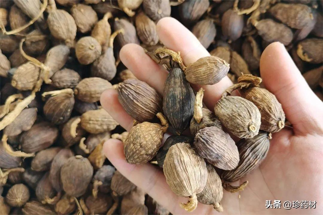 科技重塑草果市場新生態(tài)，行情分析與展望