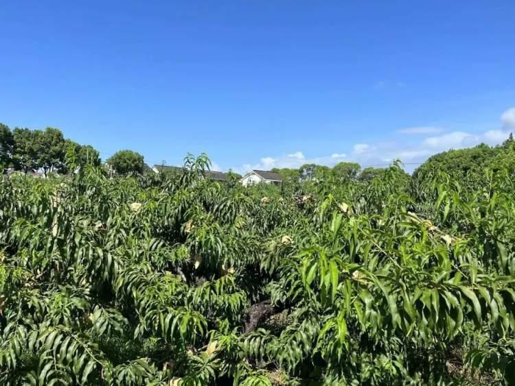 桃上市嘗鮮季節(jié)來襲！????