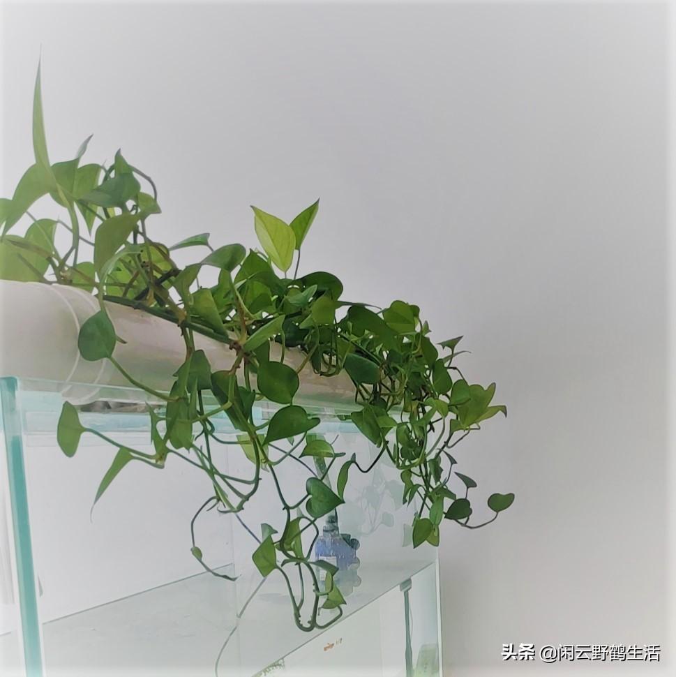 PVC水管陽臺種菜，微小改變到綠色自信的勵志之旅