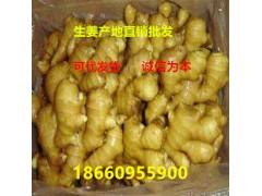 萊州生姜最新價格概覽，市場走勢、種植技術影響及案例分析