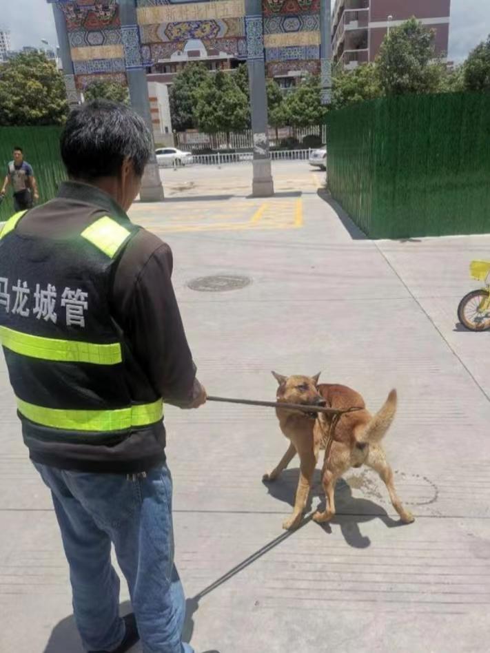 最新捕狗神器揭秘，神秘寵物店的秘密