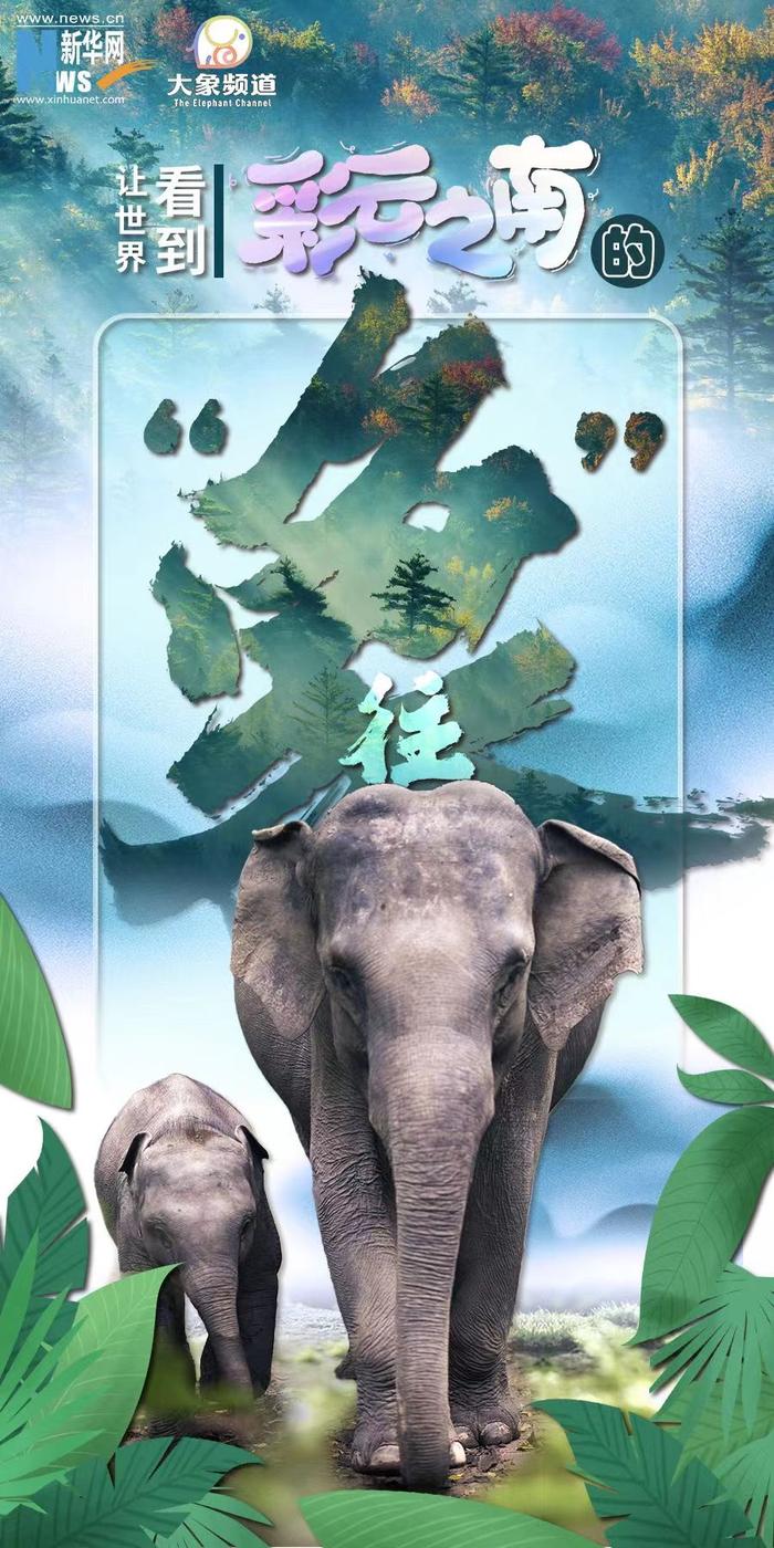 象游游最新現(xiàn)象，深度解析與觀點闡述